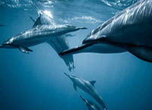 开云体育app：掌上观赛的新纪元，让热爱更有温度